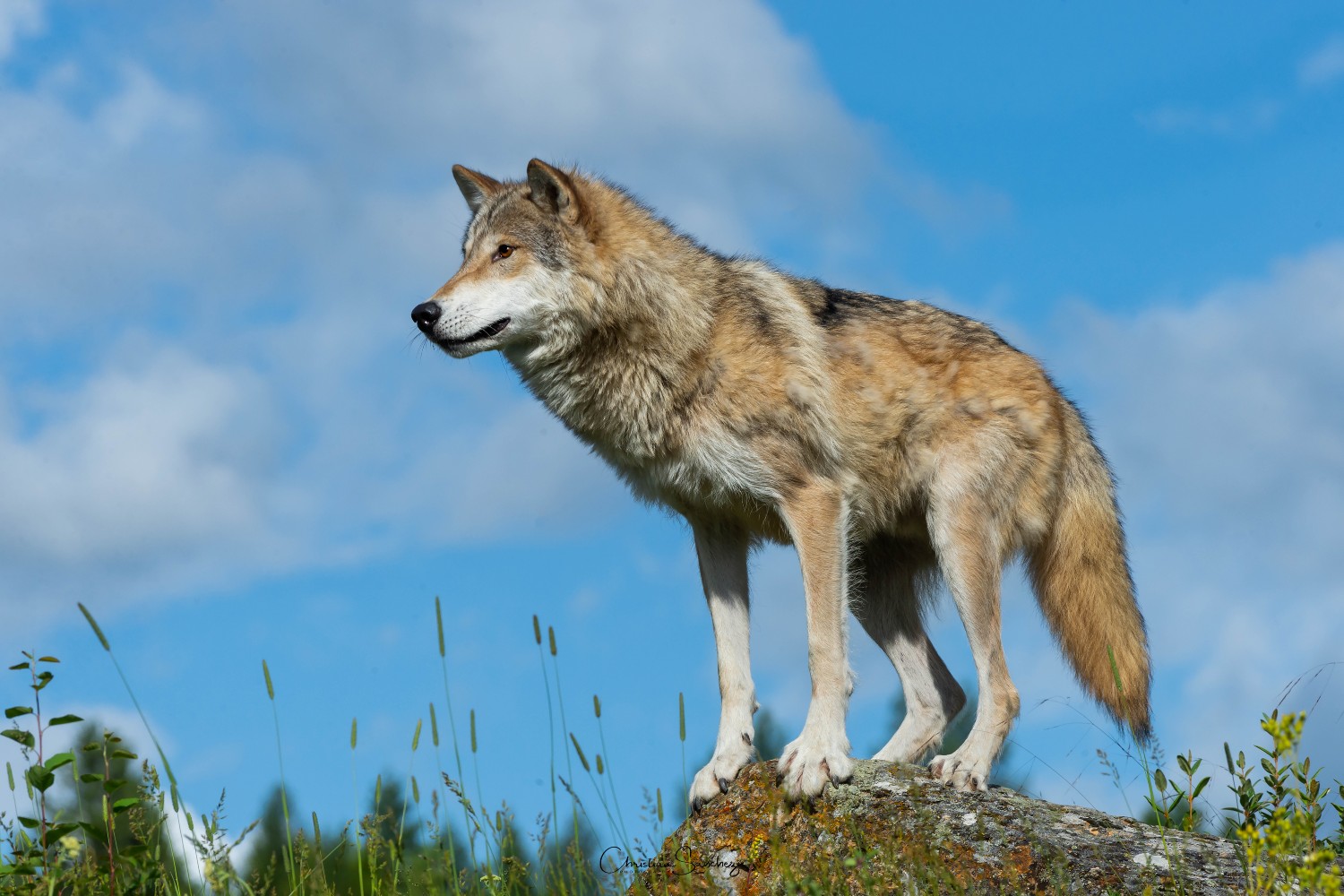 Wolf