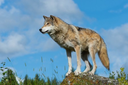 Wolf