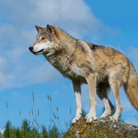 Wolf