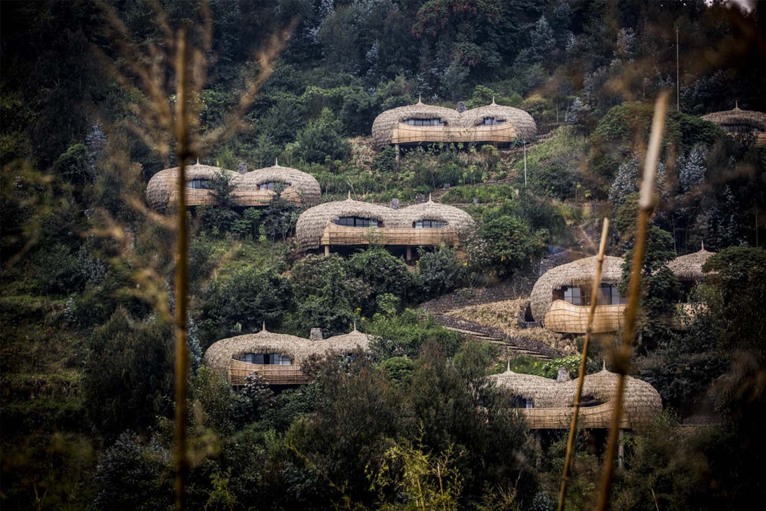 Bisate Reserve