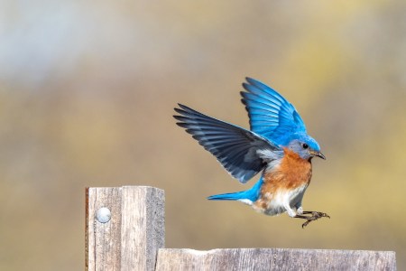 Hearing Birds Sing Can Be Good For Your Health