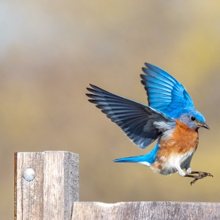 Bird landing