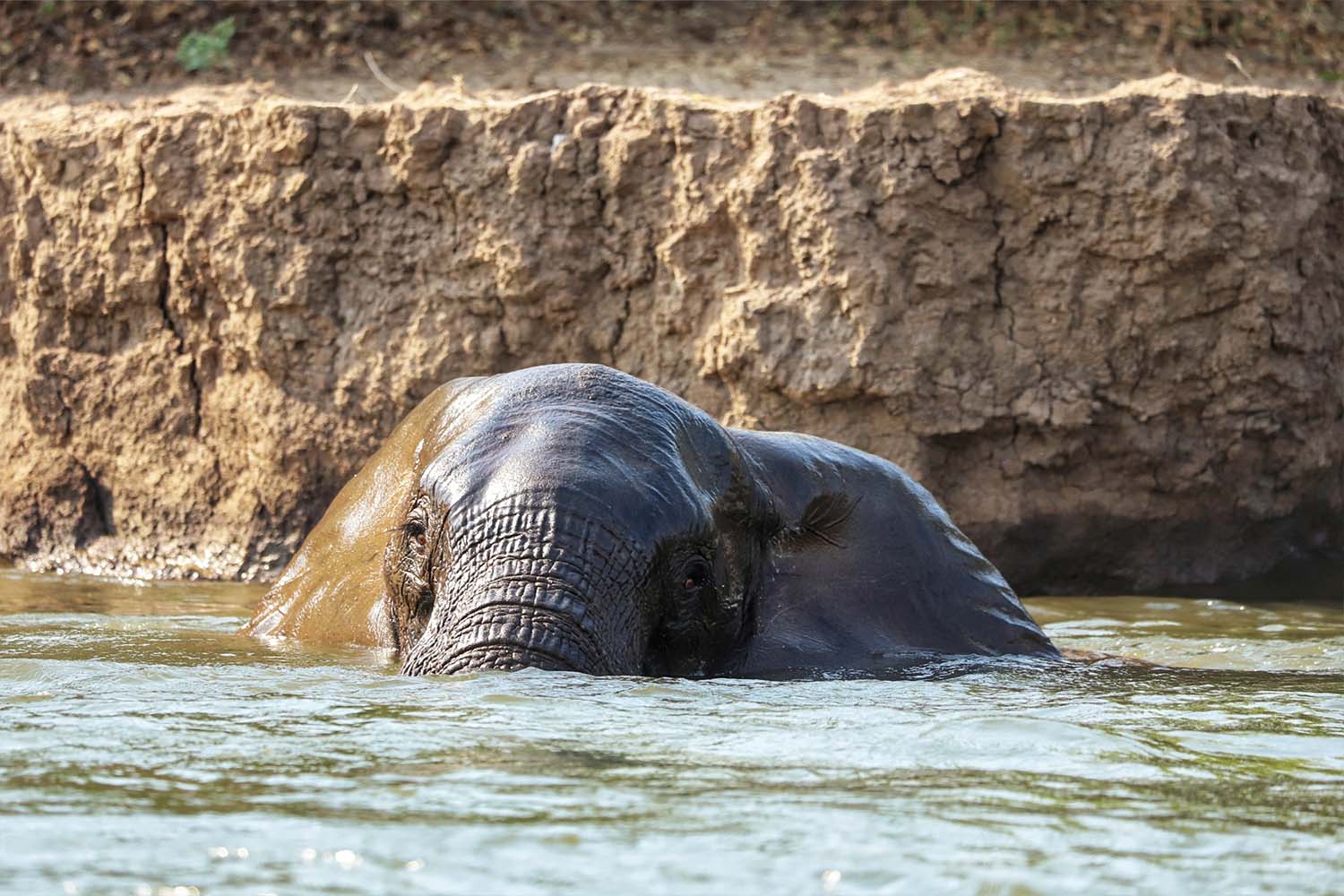 Elephants crossing the lower Zambezi