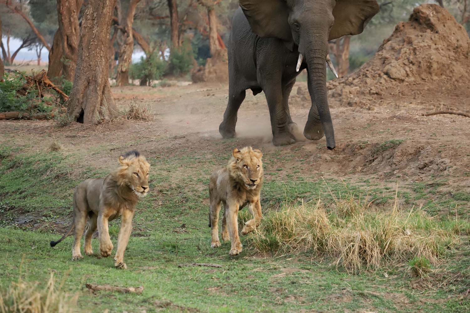 An elephant chasing the Ginger Boys