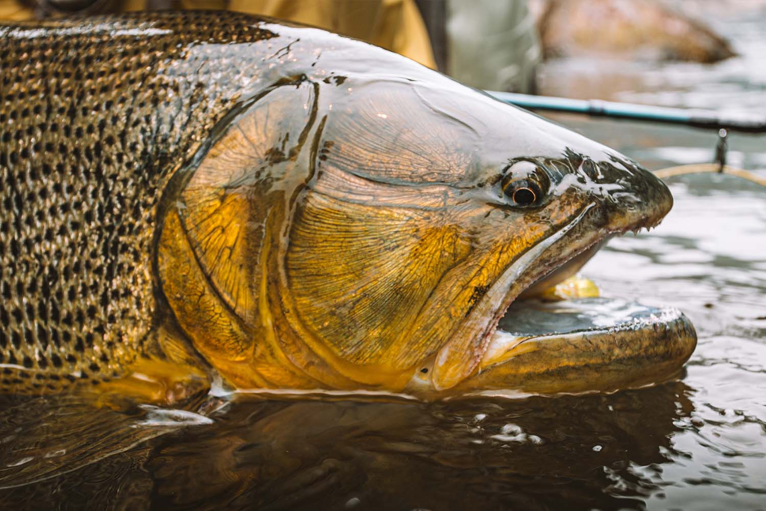 A golden dorado