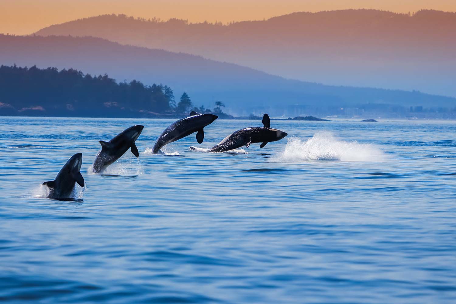 Orcas in Deer Harbor