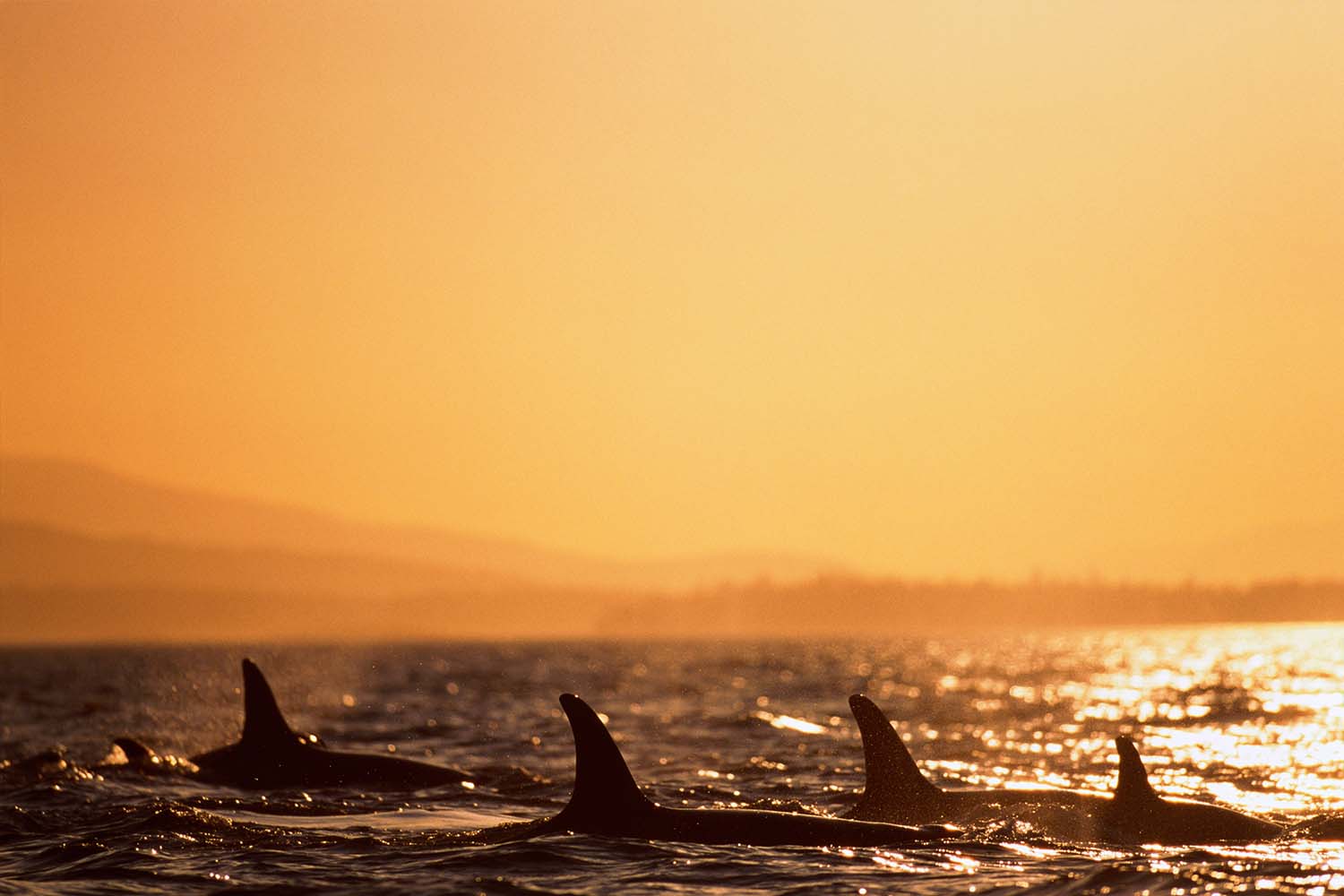Orcas in the San Juan islands