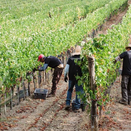 At Querciabella, it's been out with out with chemicals and animal manure and in with a carefully calibrated blend of cover crops
