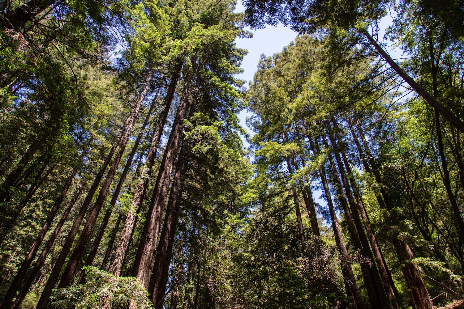 Sprawling forest featuring redwood groves