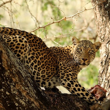Safari along the Zambezi