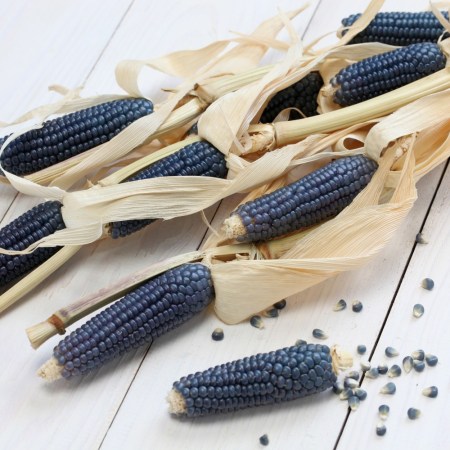 Blue Corn