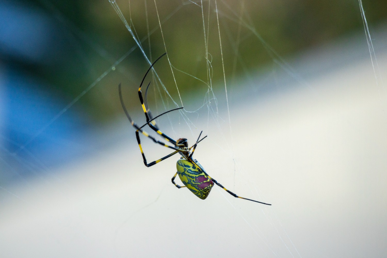 Joro spider