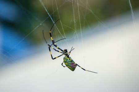 Joro spider
