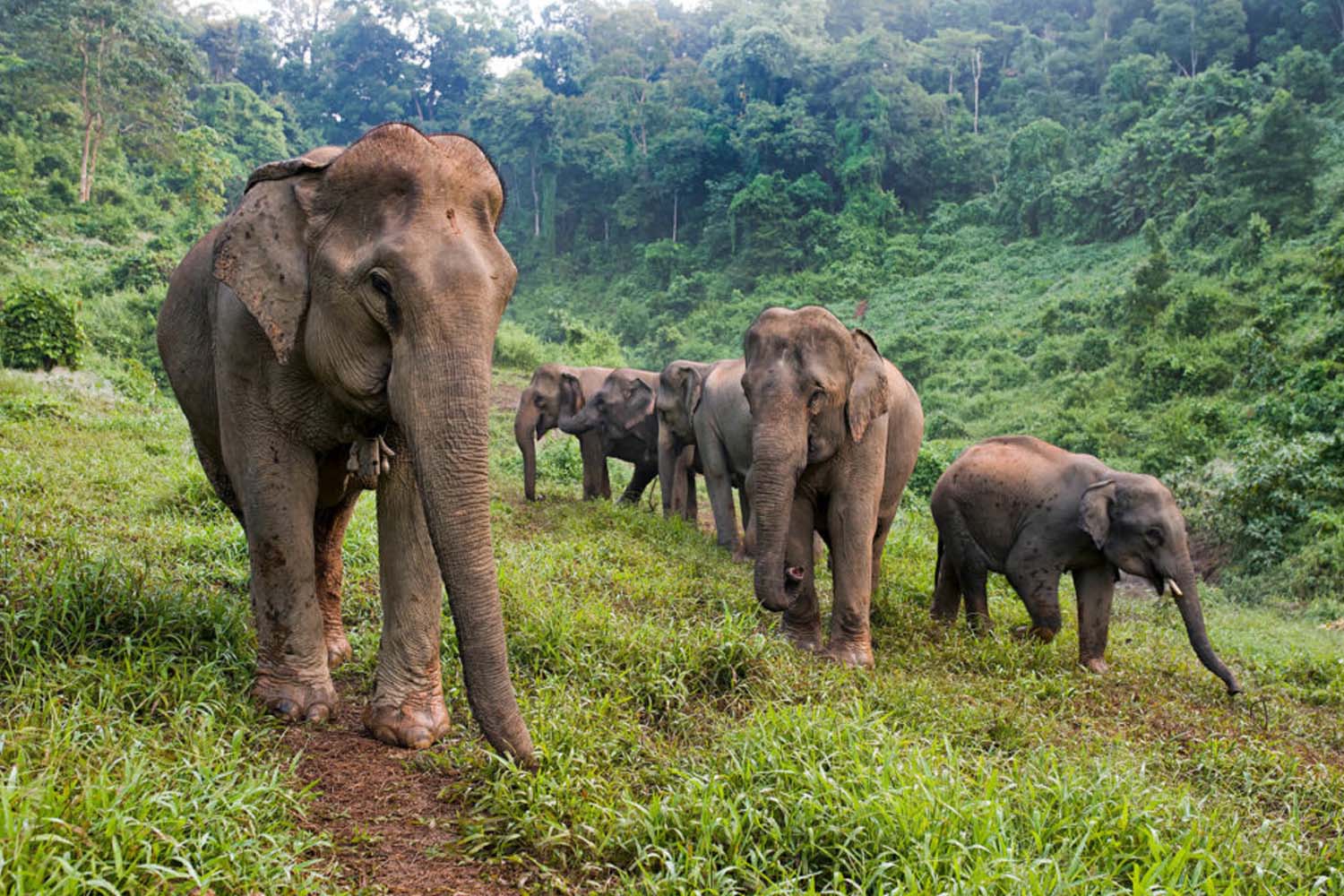 Elephant Conservation Center