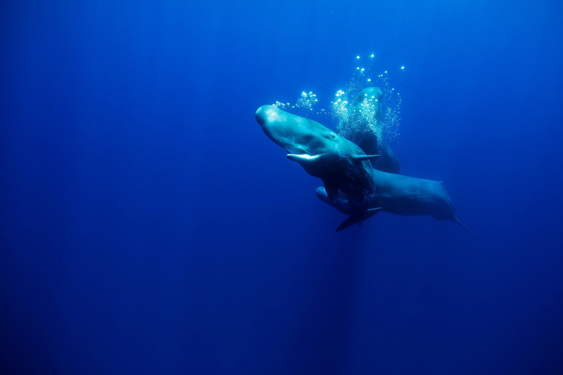 This is an example of what I call a heart explosion moment. Sperm whales are some of the biggest creatures on earth. At this moment, we were diving off the coast of Portugal. We kept trying to see a whale and we couldn't get a single sighting. On this day, we came across a group of eight and they started to swim away when we jumped in the water. I decided to just enjoy the experience and not even worry about a photo. To my surprise, they came swimming back straight at us. I came to the surface and had no control of my reaction, I just started screaming in joy.