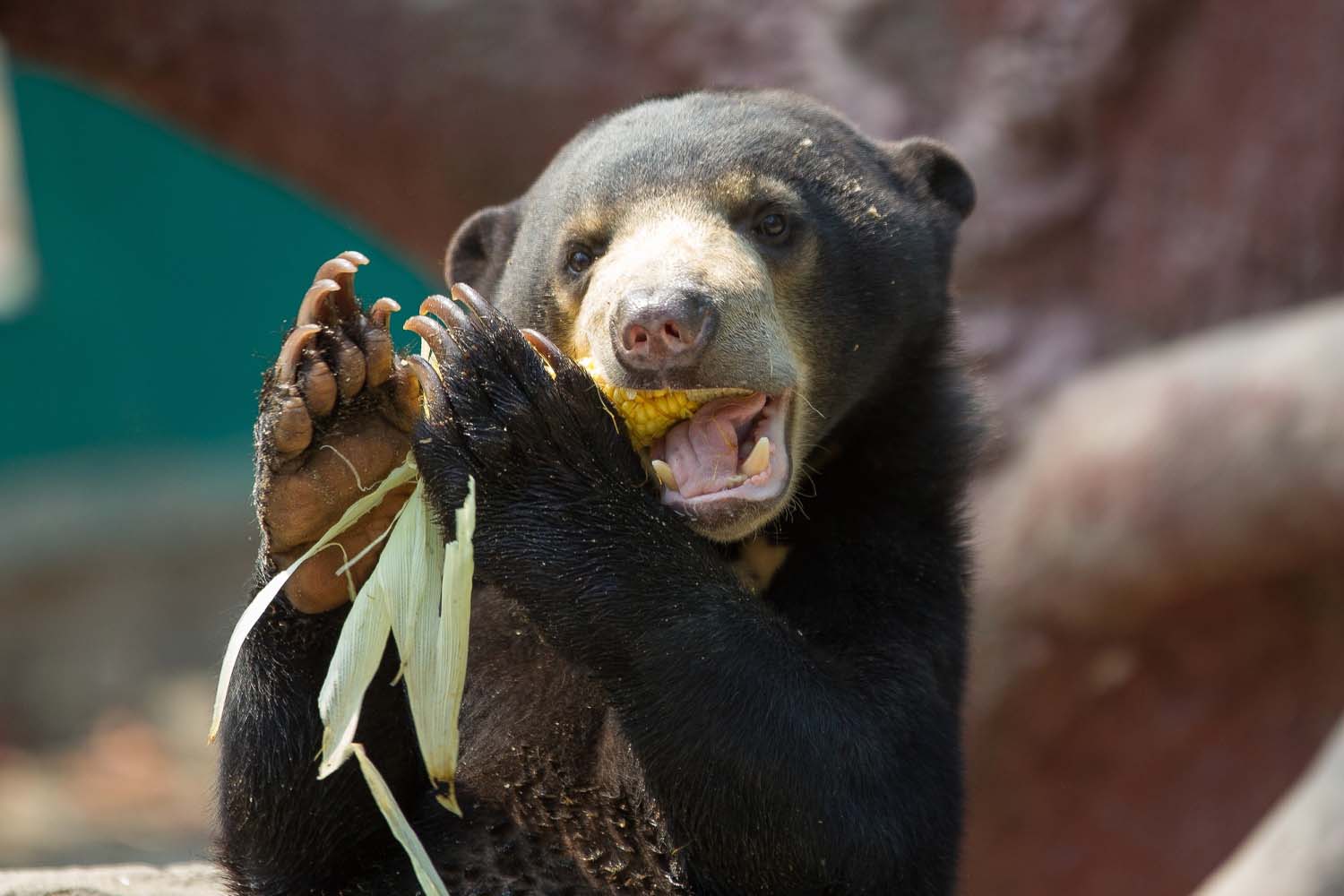 A moon bear
