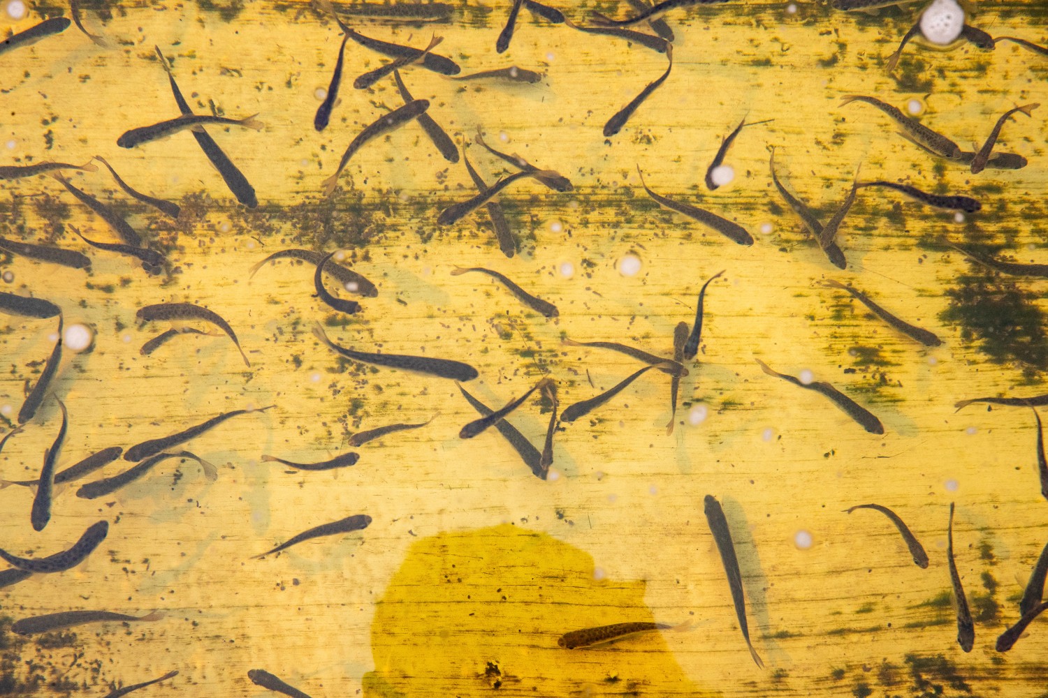 Chinook salmon