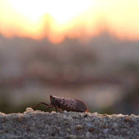 Spotted lanternfly