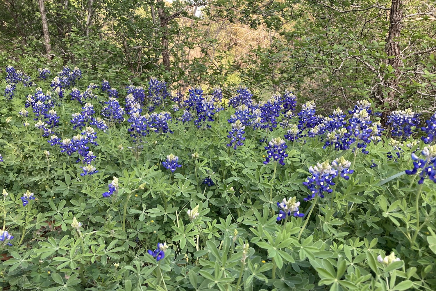 blue flowers