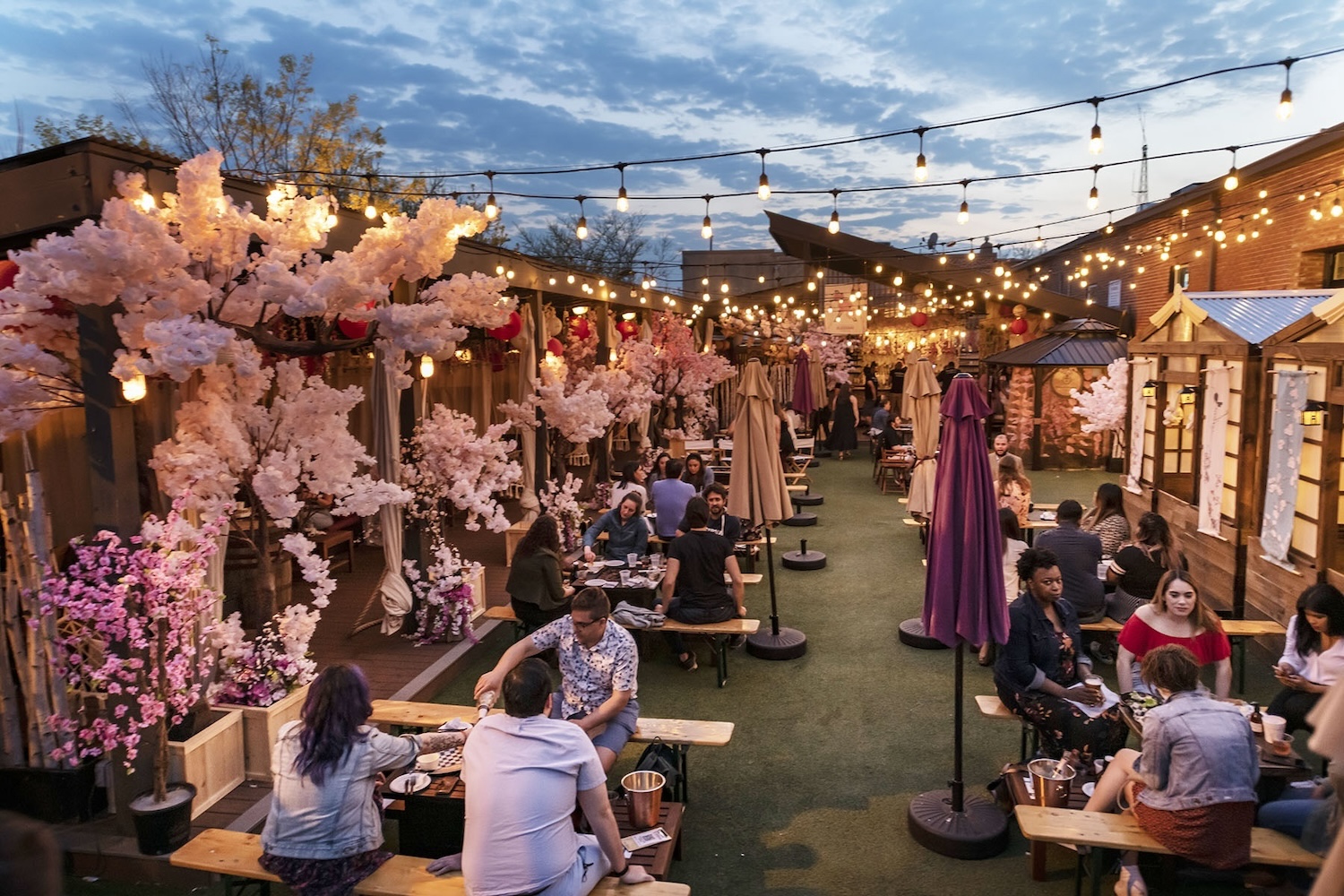 cherry blossoms and fairy lights, people sitting on bench, umbrellas