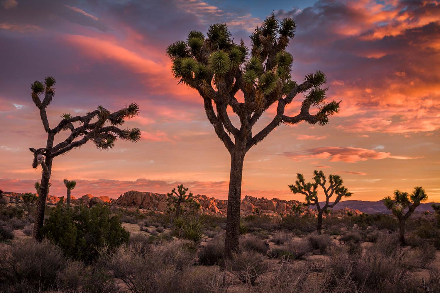 Joshua Tree National Park