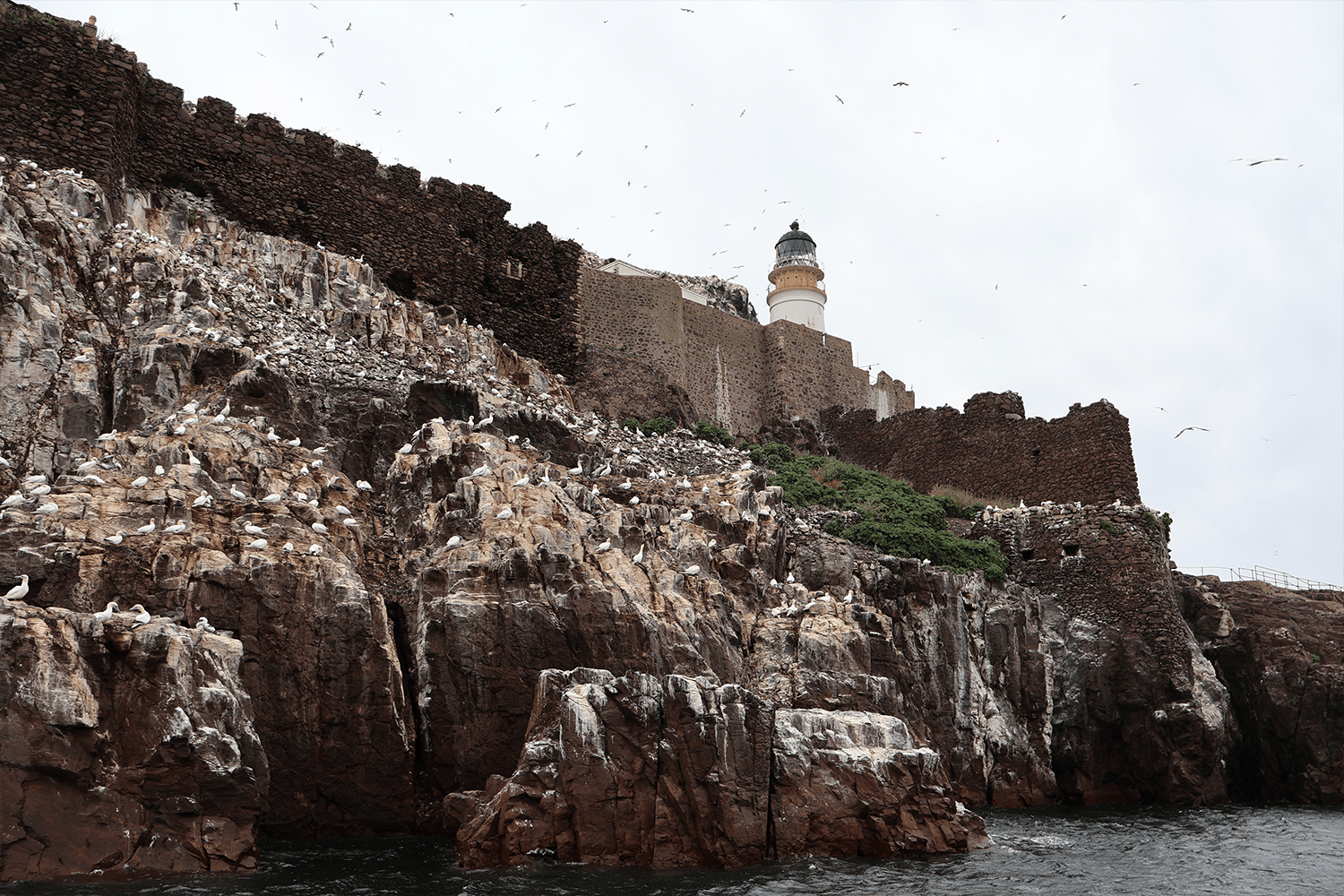 Scottish Seabird Tour