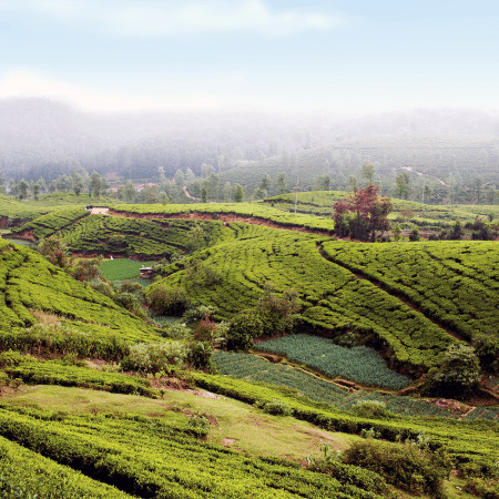 Tea Plantation near Nurawa Eliya, Sri Lanka