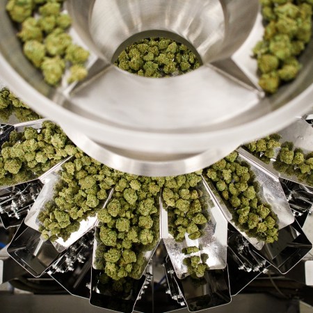 Cannabis flowers