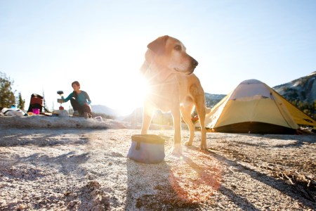 Dog with bowl