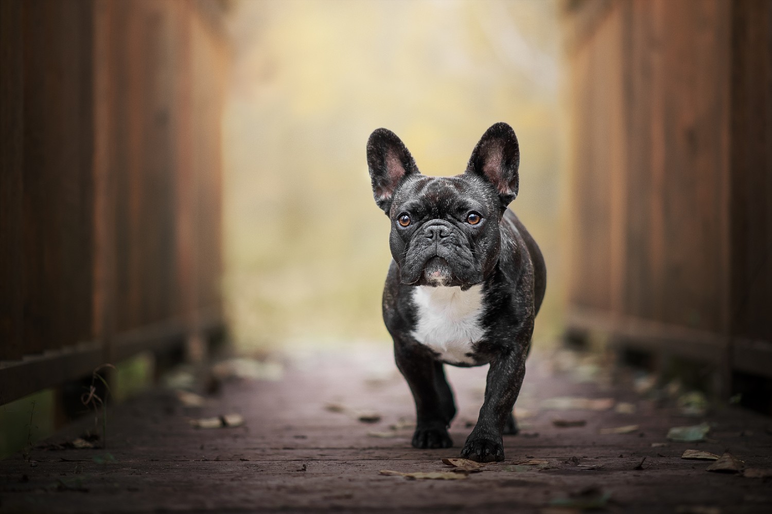 Dog walking