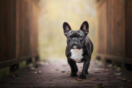 The Nation’s Hotels Are Embracing Dog Employees