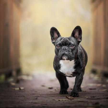 Dog walking