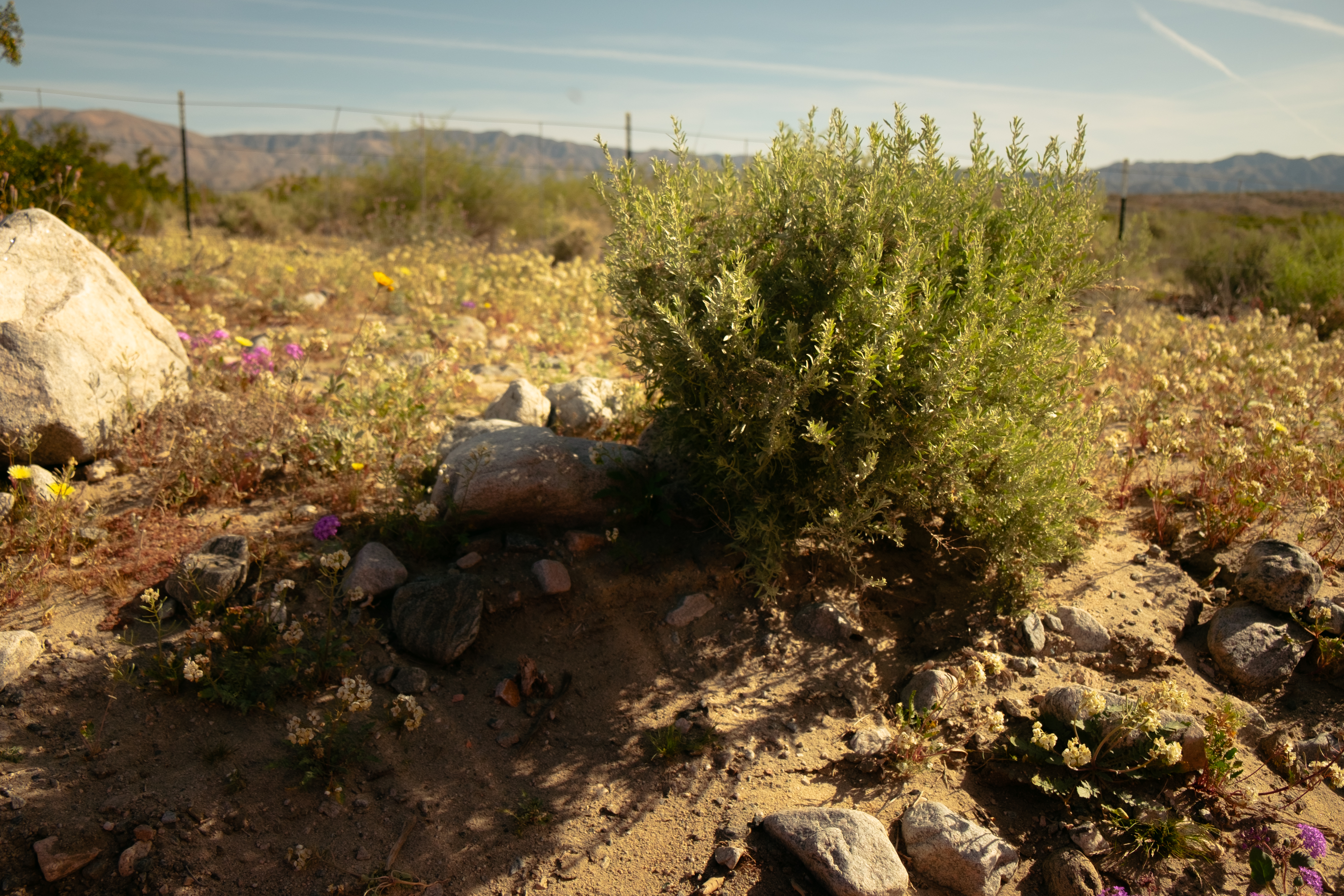 A view of the vegetation and desert outside Indian Wells.