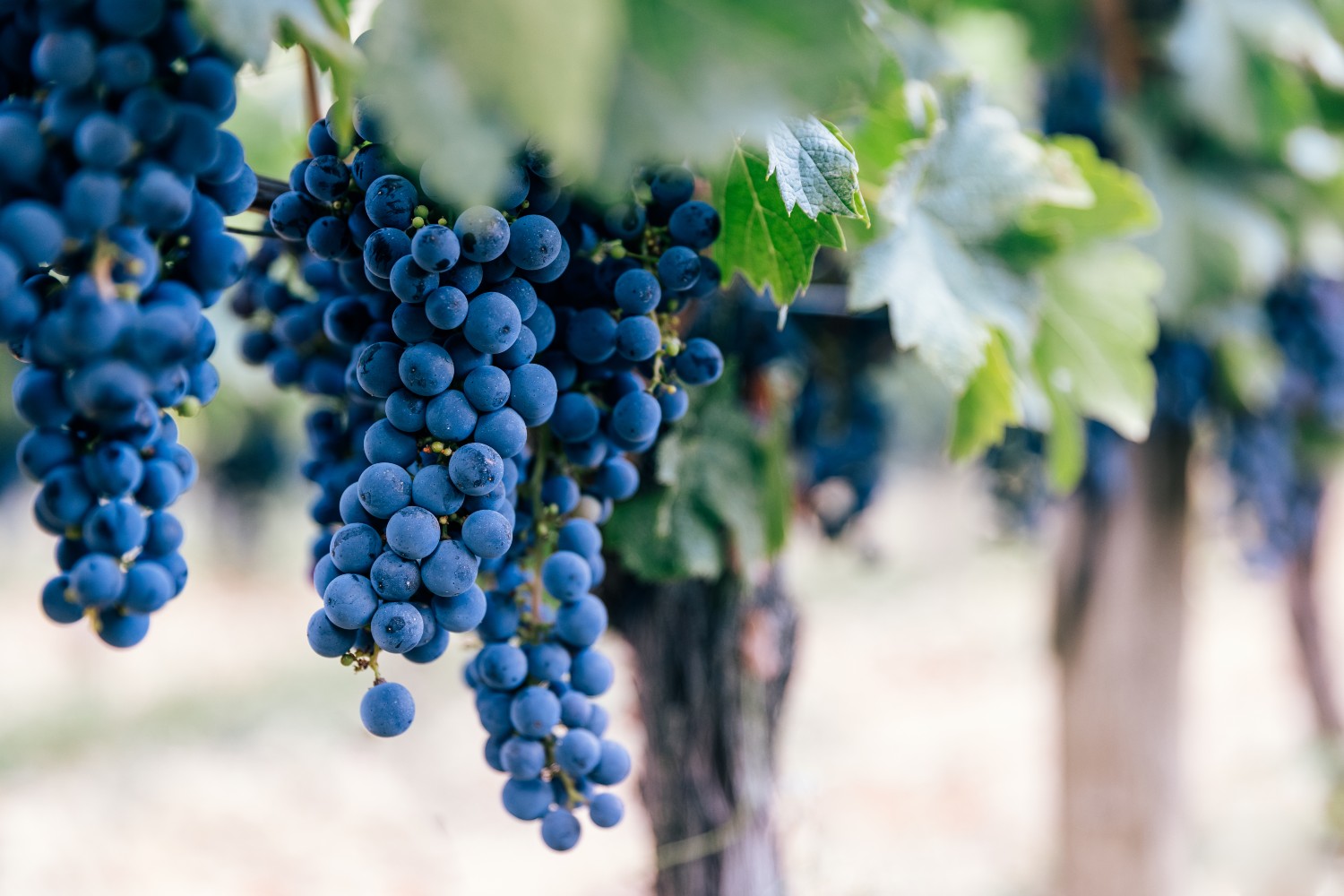 Grapes for wine