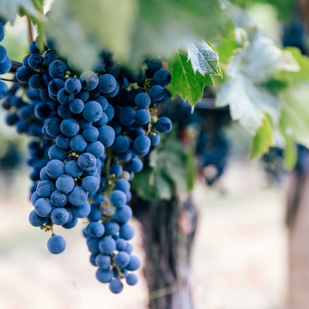 Grapes for wine