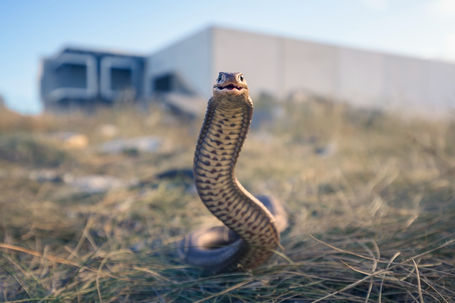A snake