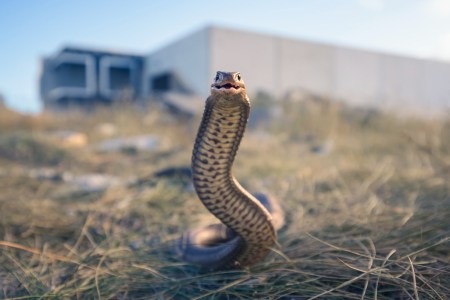 Climate Change Is Putting Humans at Risk From Venomous Snakes