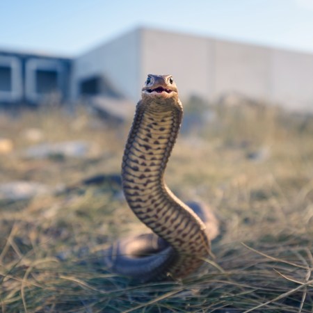 A snake