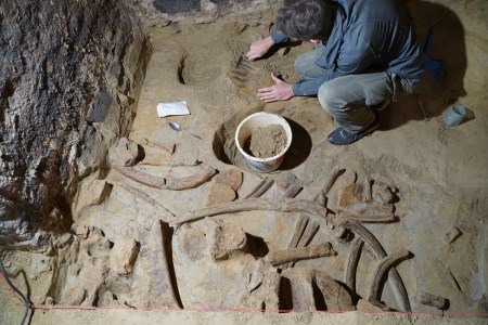 Mammoth bones