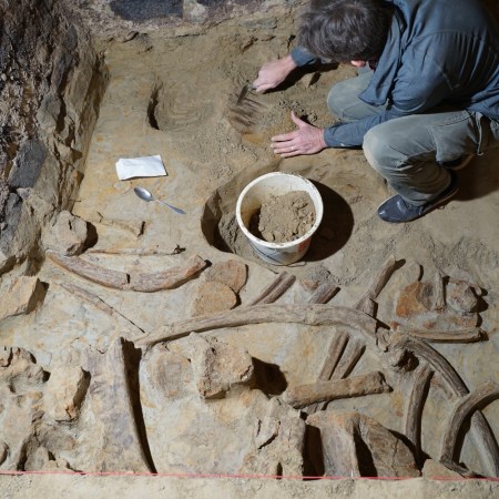 Mammoth bones