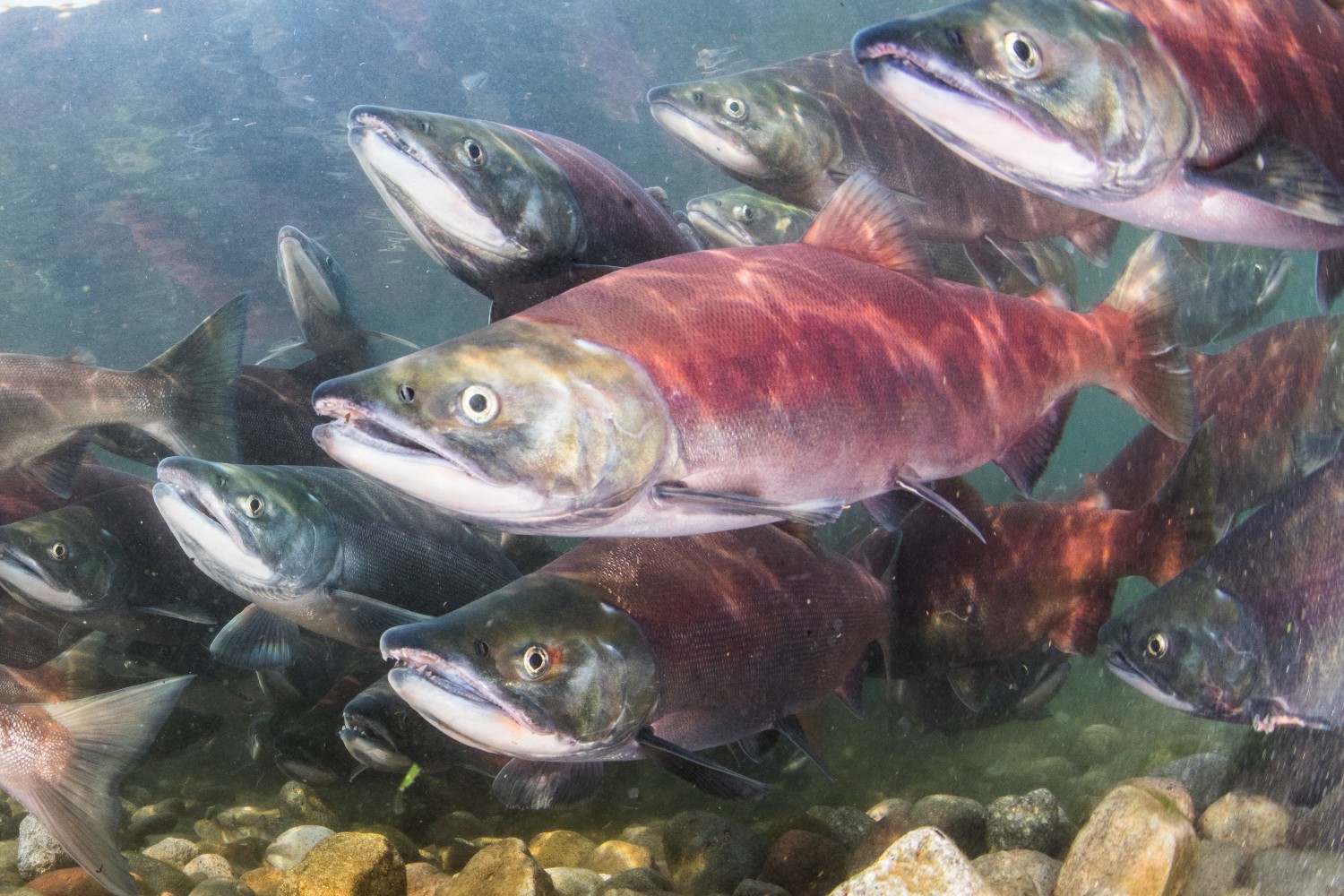 Salmon