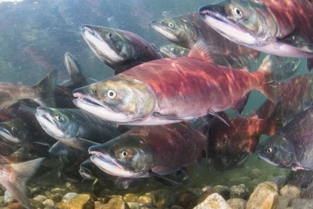 Salmon