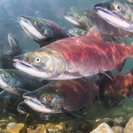 Salmon