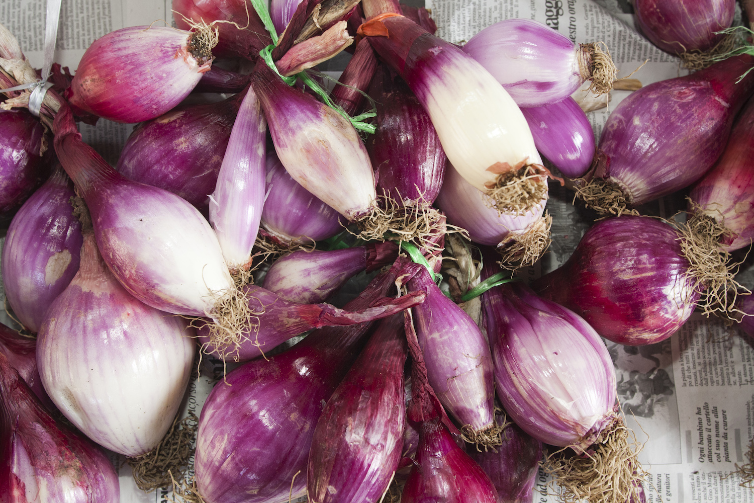 Onions on newspaper From Tropea Market Old Town Crotone Calabria Italy