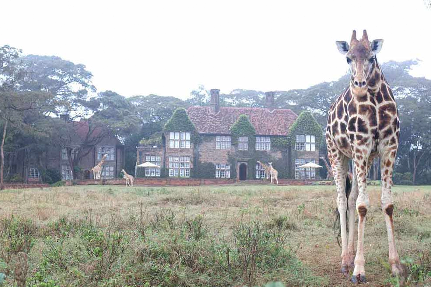 Giraffe Manor