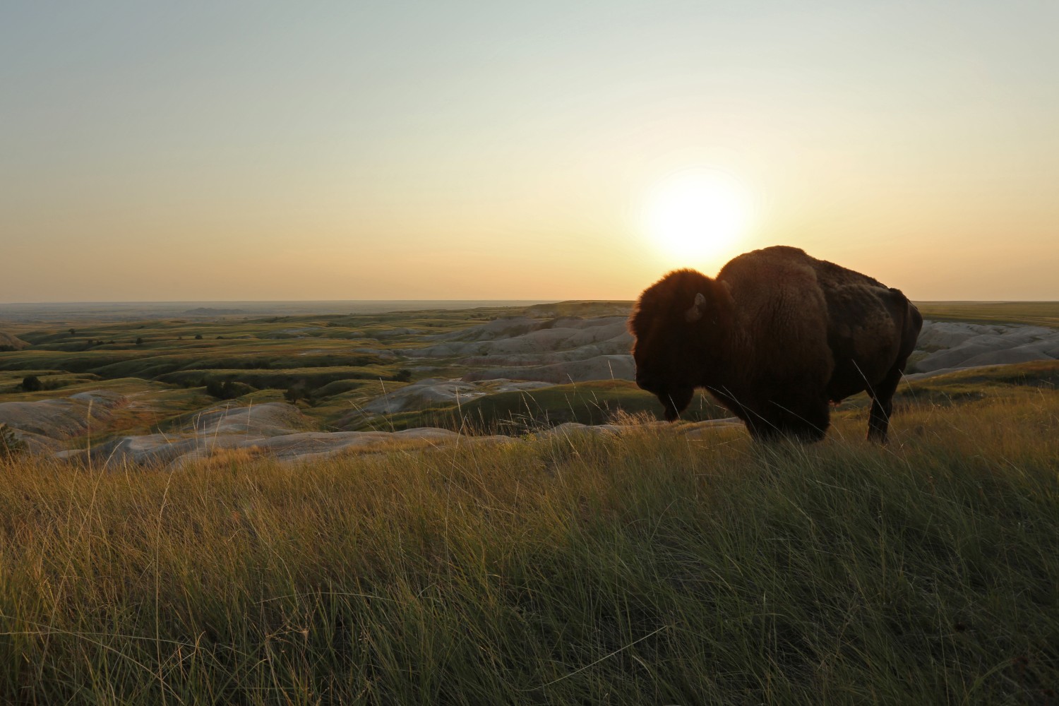 Bison