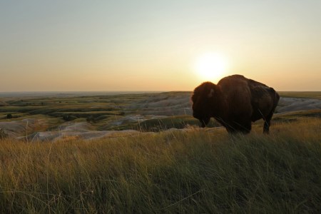 Bison