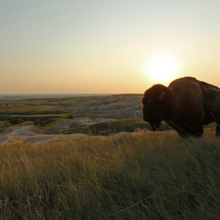 Bison