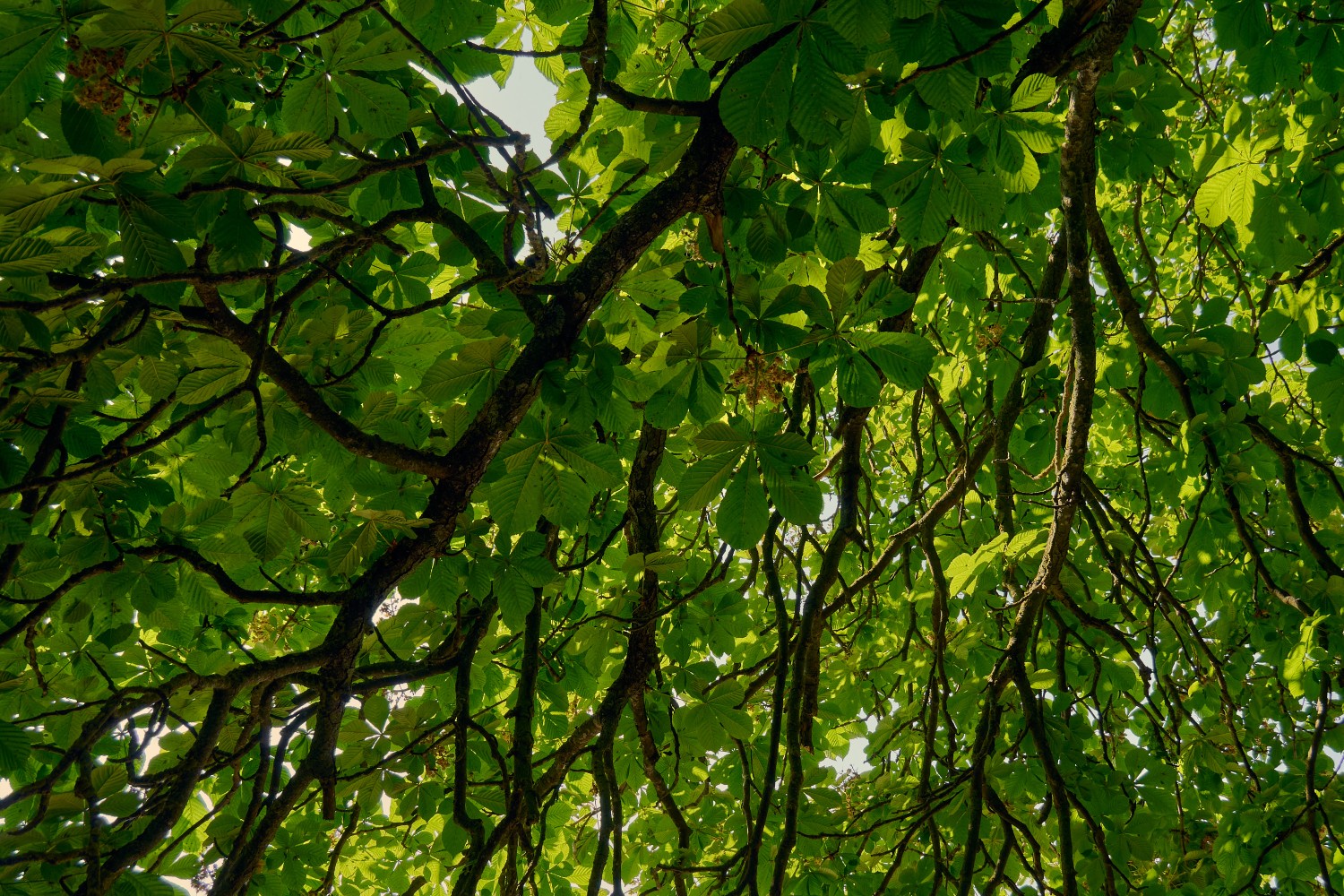 Chestnut branches