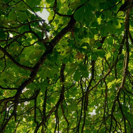 Chestnut branches